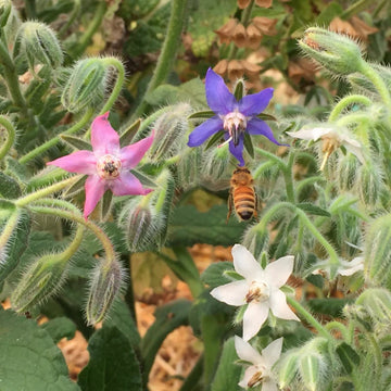 Borage Seeds – Mixed
