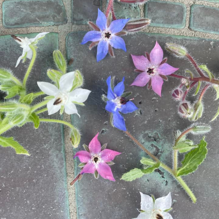 Borage Seeds – Mixed
