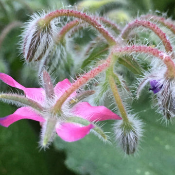 Borage Seeds – Pink
