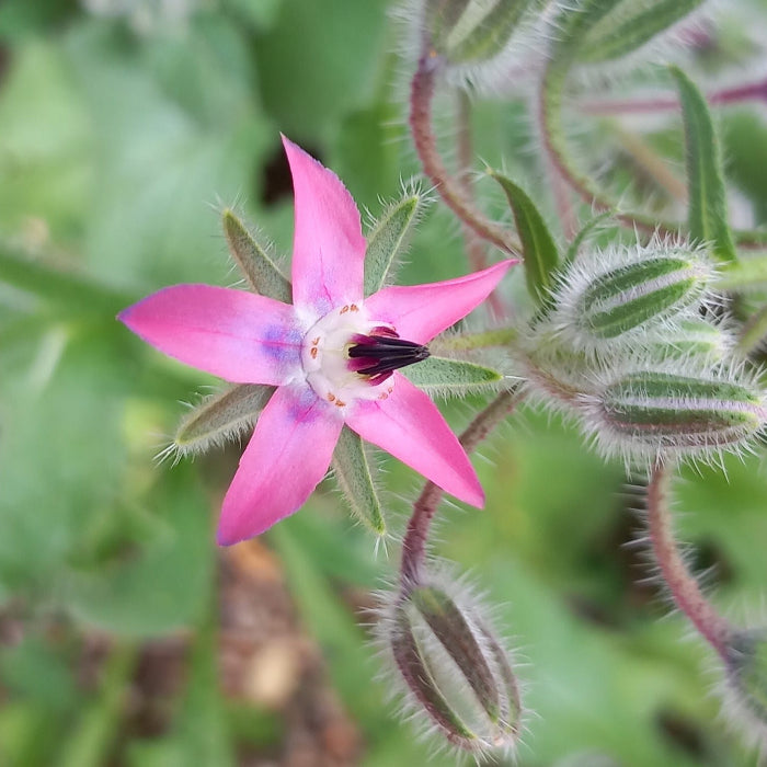 Borage Seeds – Pink
