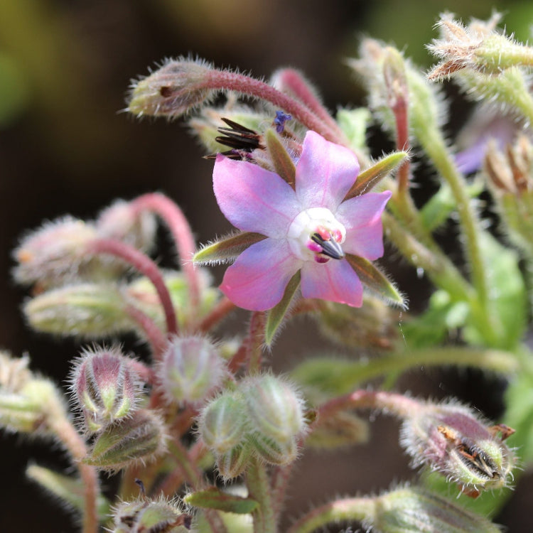 Borage Seeds – Pink and White
