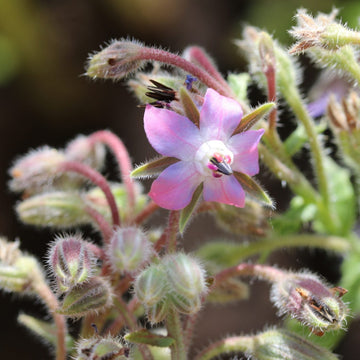 Borage Seeds – Pink and White
