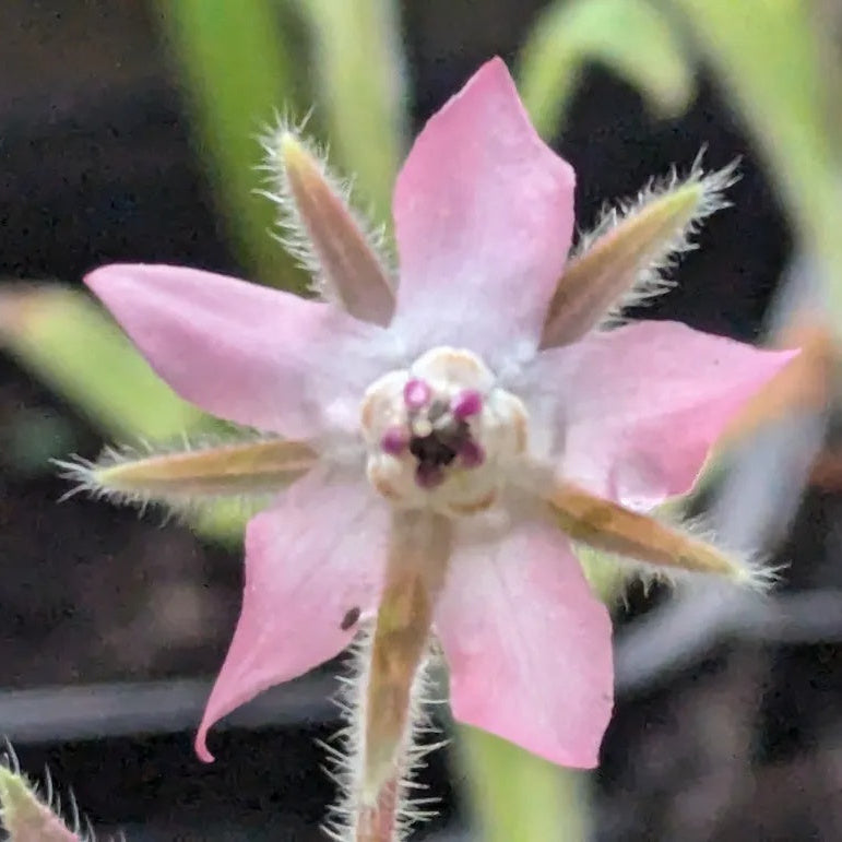 Borage Seeds – Pink and White
