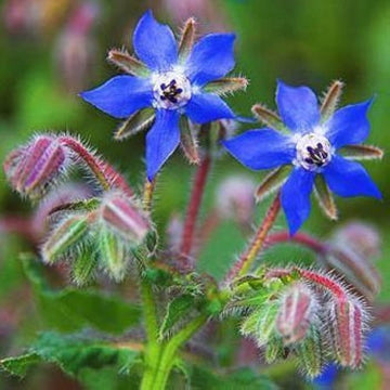 Borage Seeds – Purple
