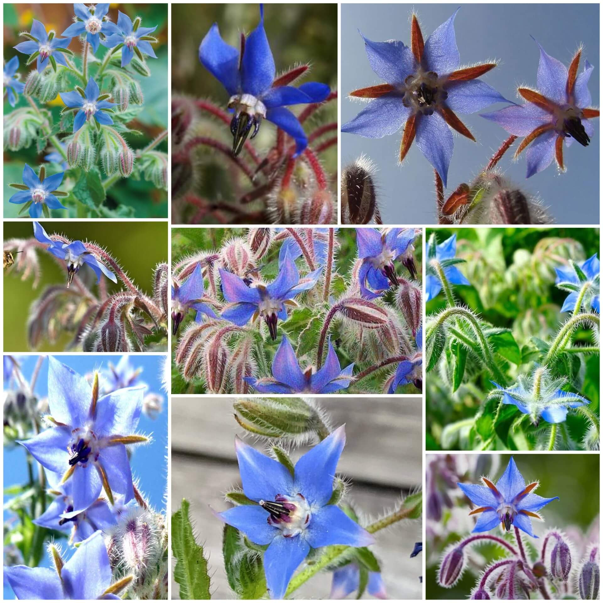 Borage Seeds