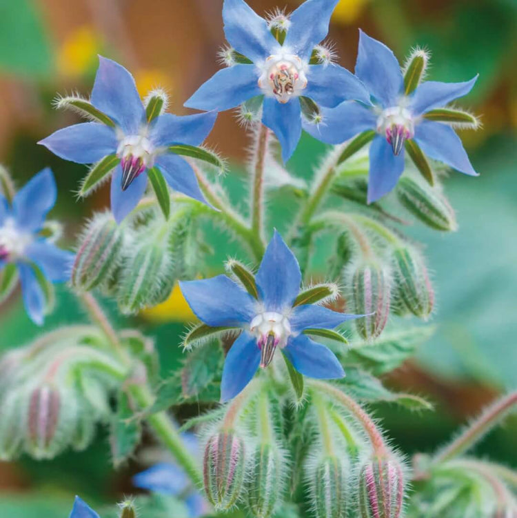 Borage Seeds