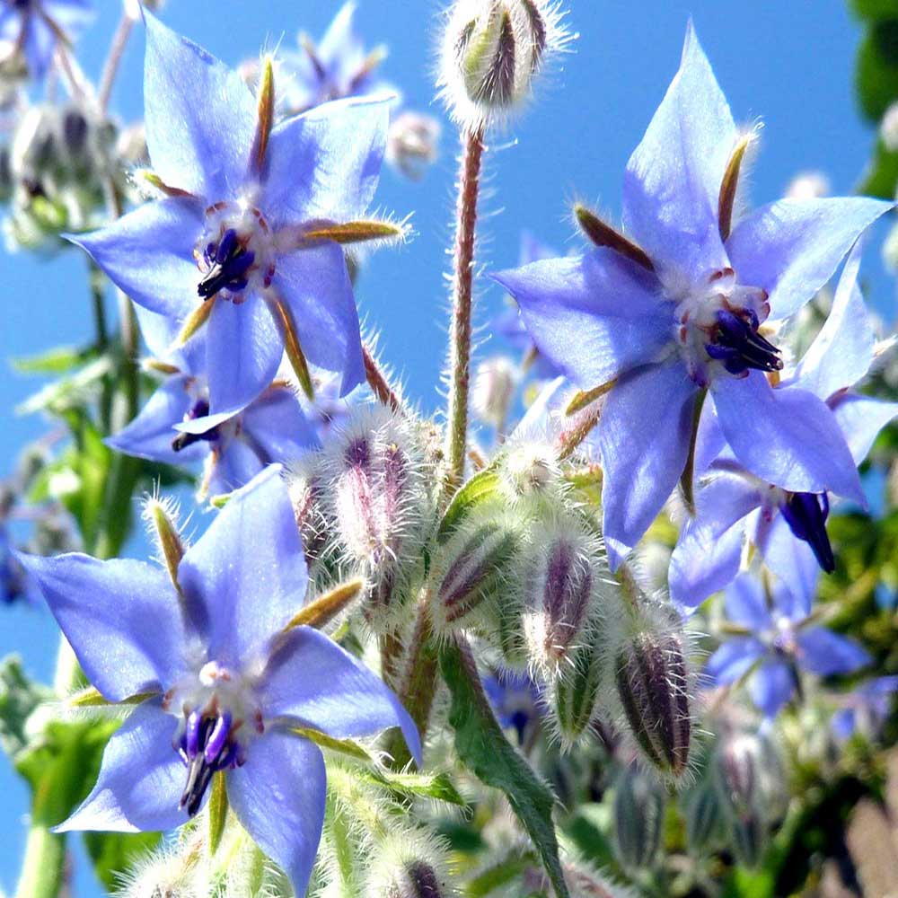 Borage Seeds