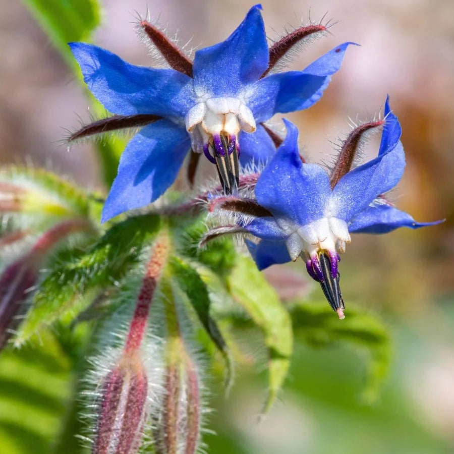 Borage Seeds - Thick Blue
