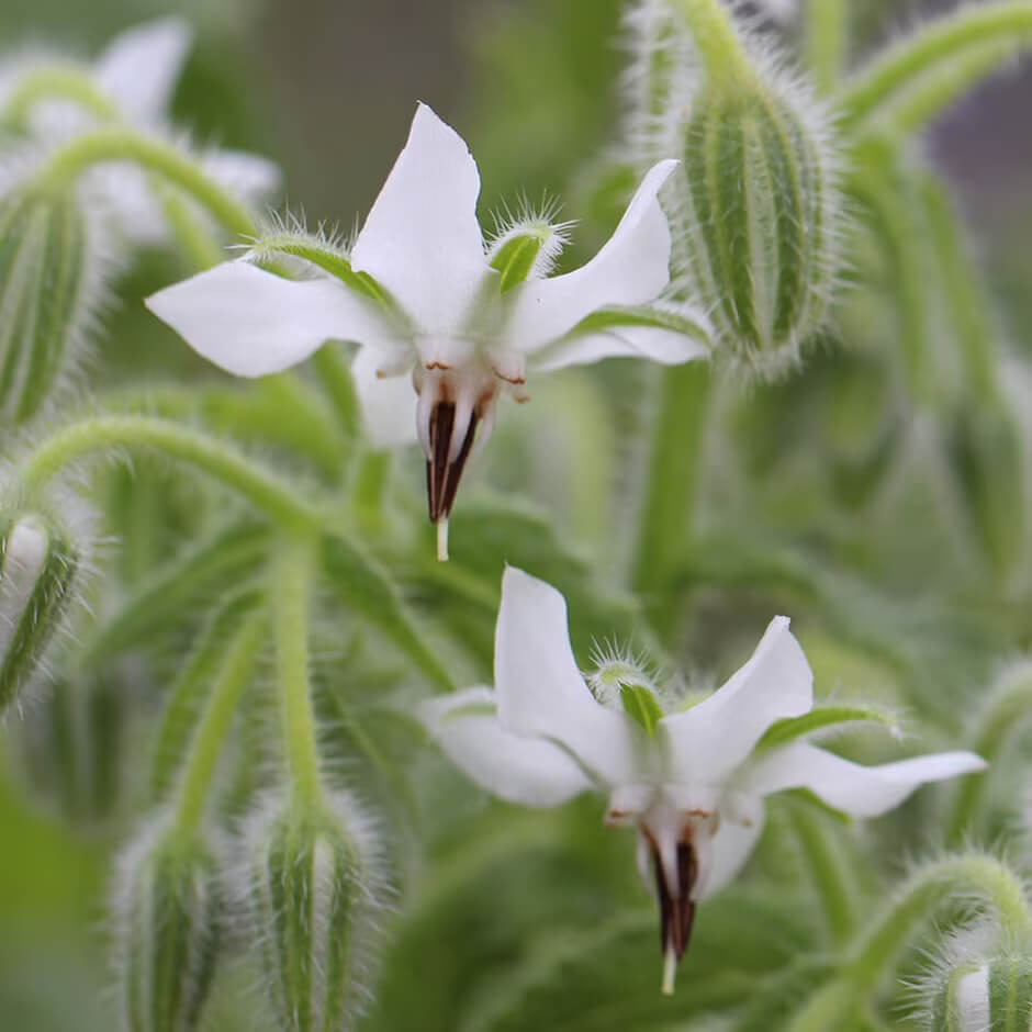  Borage Seeds – White