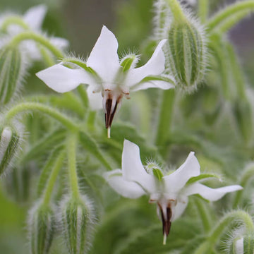  Borage Seeds – White
