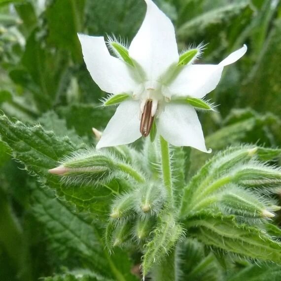  Borage Seeds – White