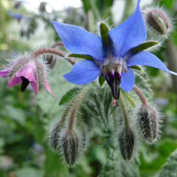 Borage Seeds – Blue & Pink
