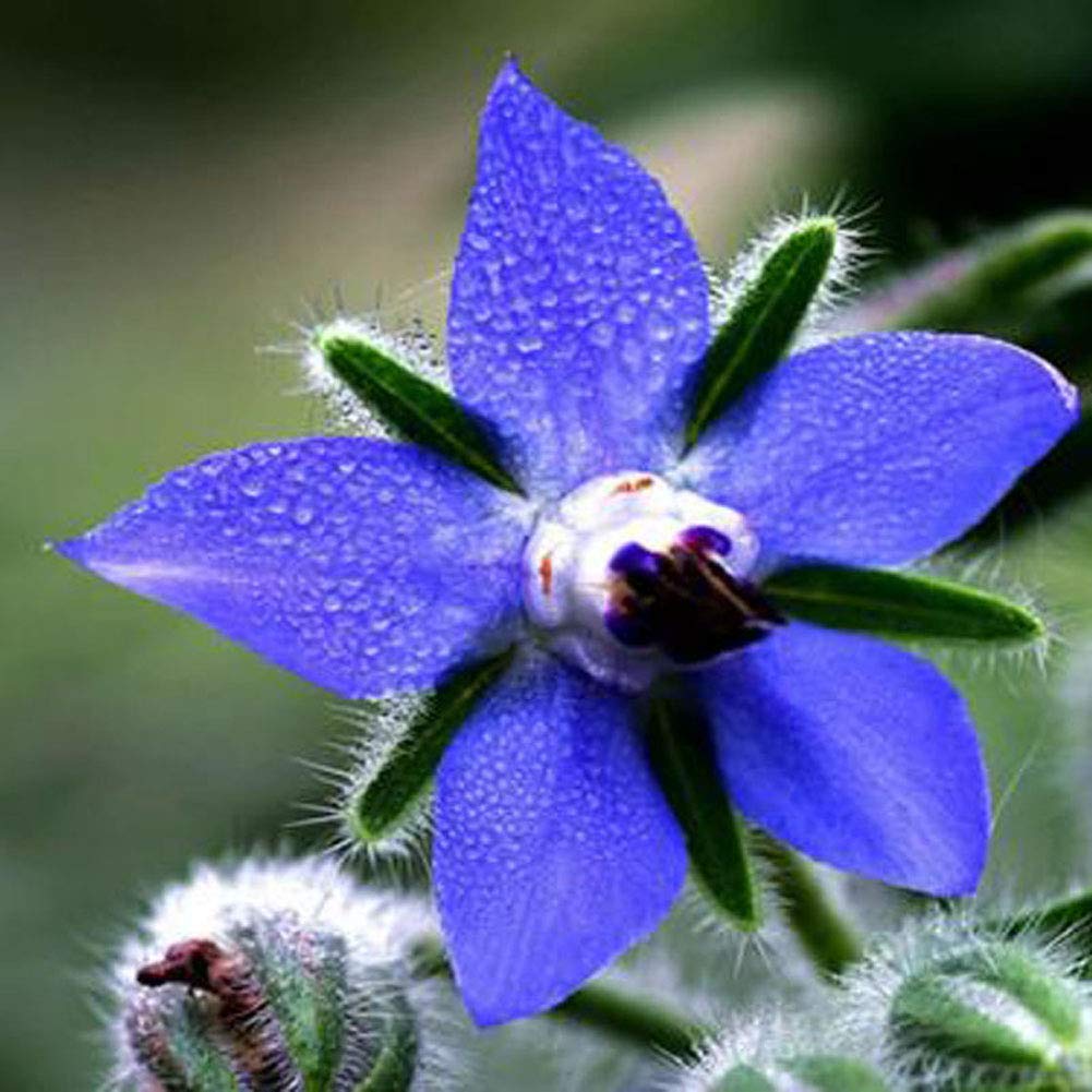 Borage Seeds – Blue Star
