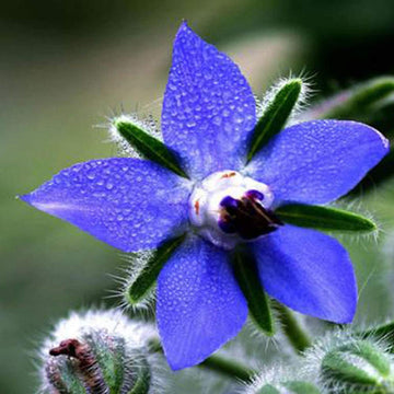 Borage Seeds – Blue Star

