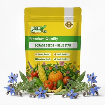 Borage Seeds – Blue Star