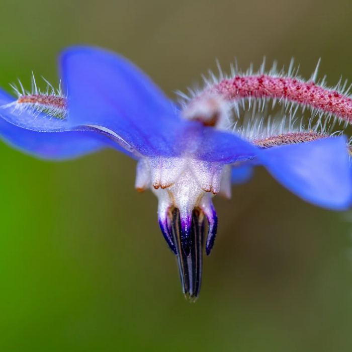 Borage Seeds – Edible Blue
