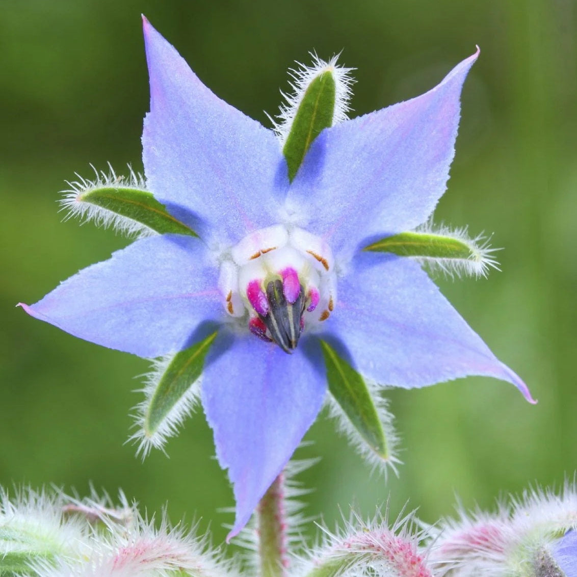 Borage Seeds – Light Blue
