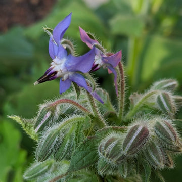 Borage Seeds – Mixed
