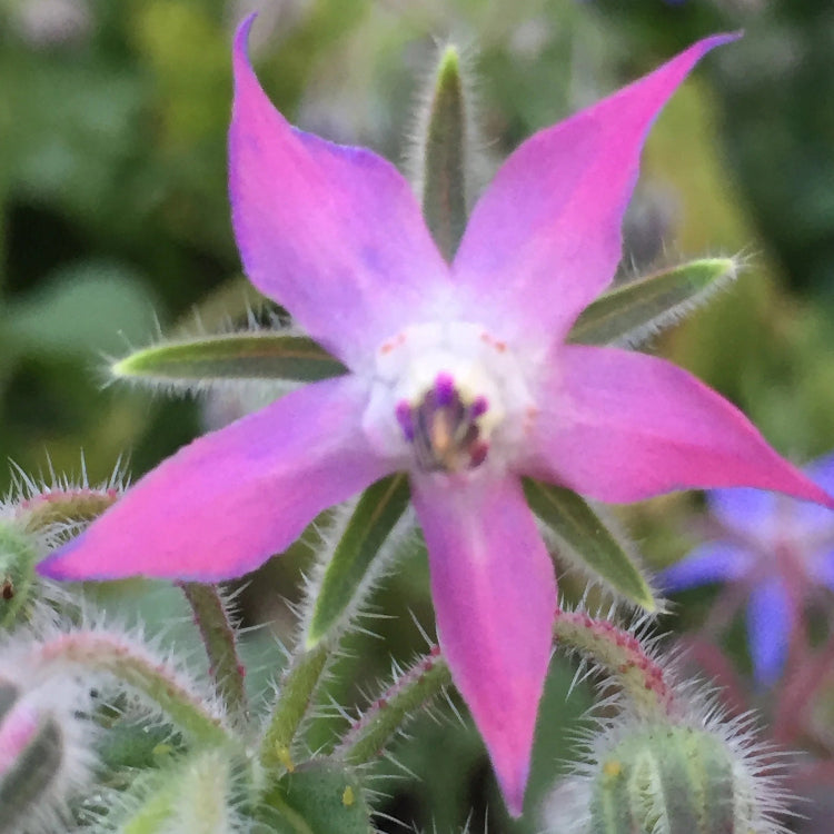 Borage Seeds – Pink
