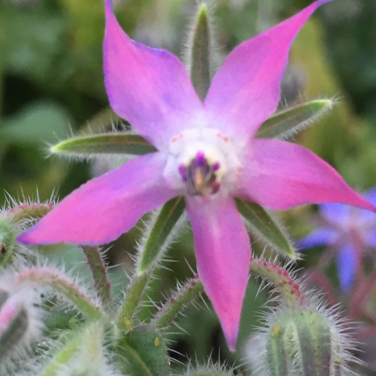 Borage Seeds – Pink and White
