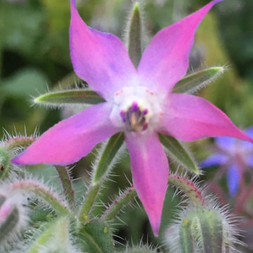 Borage Seeds – Pink and White
