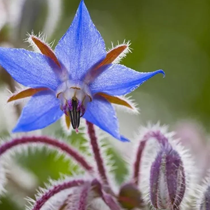 Borage Seeds – Purple

