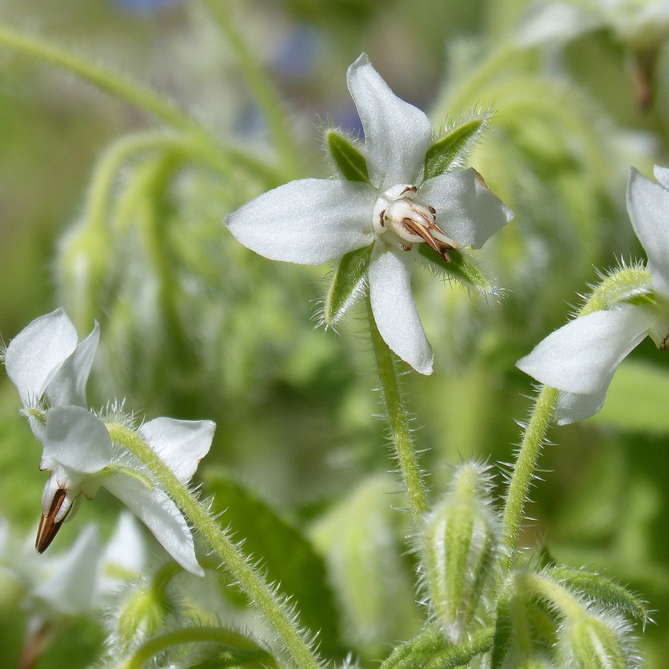 Borage Seeds – Starflower
