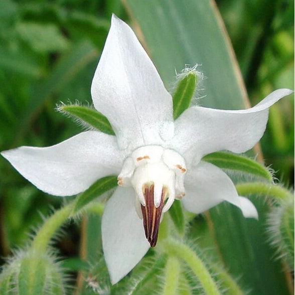  Borage Seeds – White