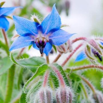 Borage Seeds – Wildflower Mix