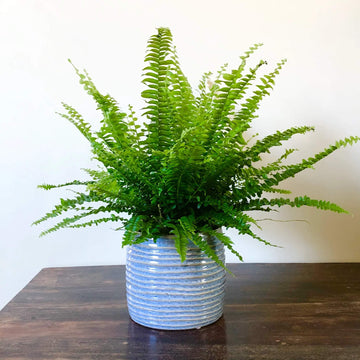 Boston Fern Seeds
