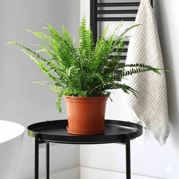 Boston Fern Seeds