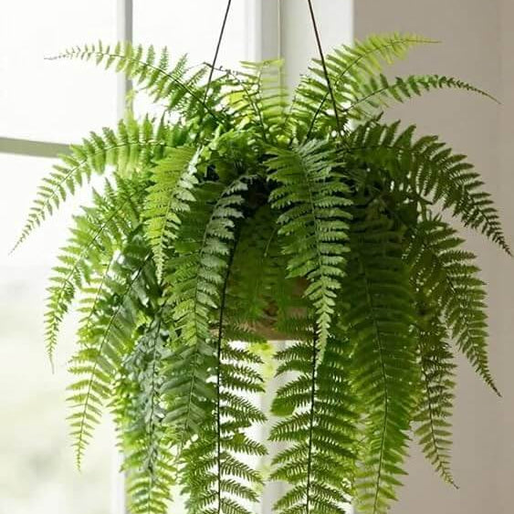 Boston Fern Seeds for Planting