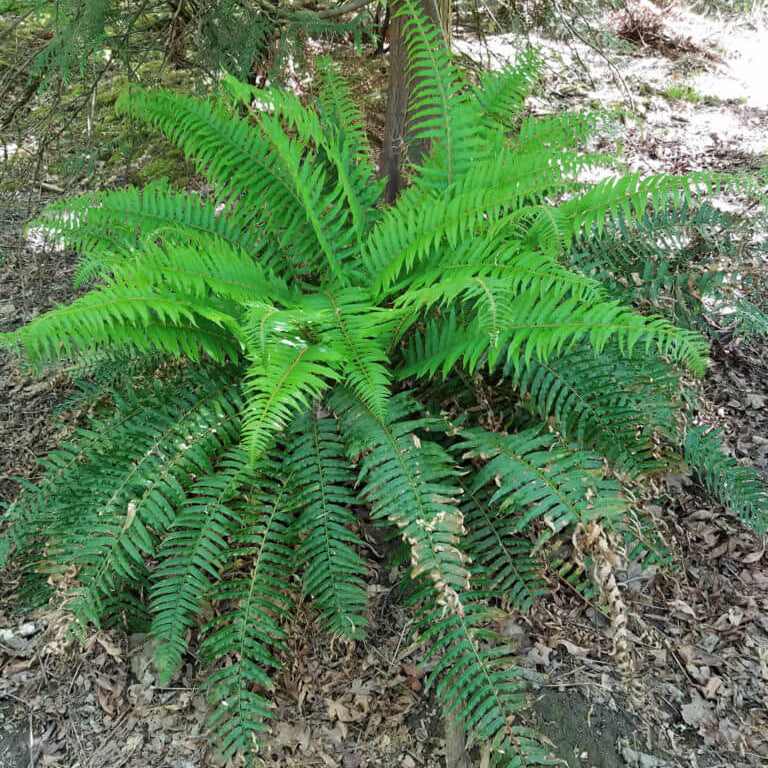 Boston Fern Seeds for Planting