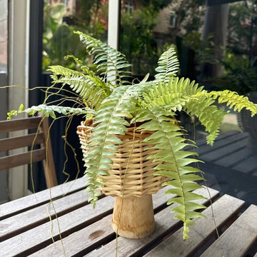 Boston Fern Seeds for Planting