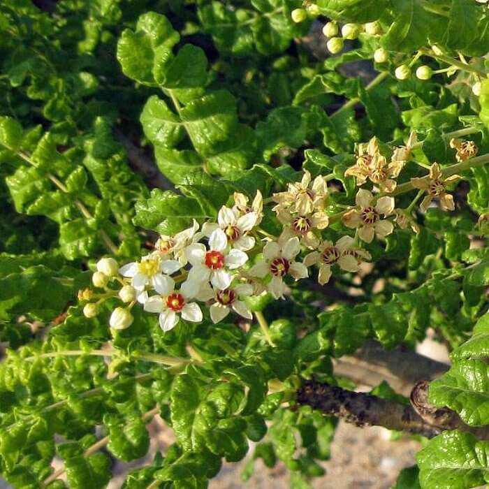 Boswellia Sacra Seeds - Flower Plant