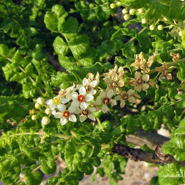 Boswellia Sacra Seeds - Flower Plant