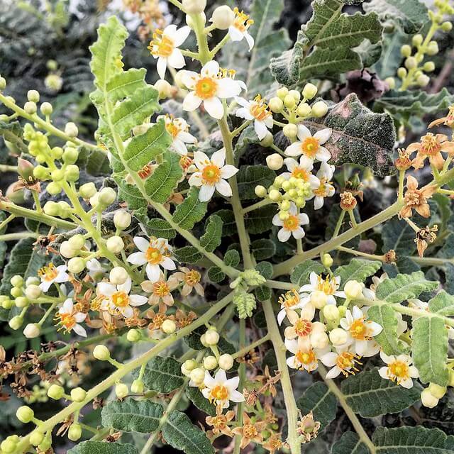 Boswellia Sacra Seeds - Flower Plant