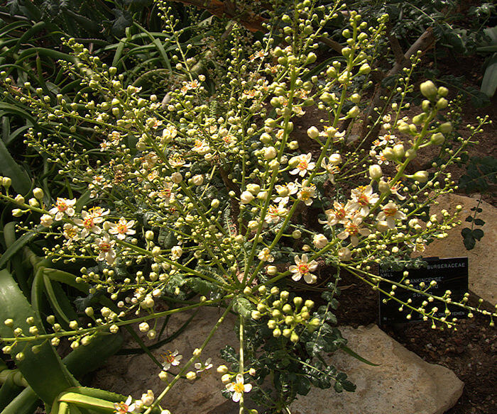 Boswellia Sacra Seeds - Flower Plant