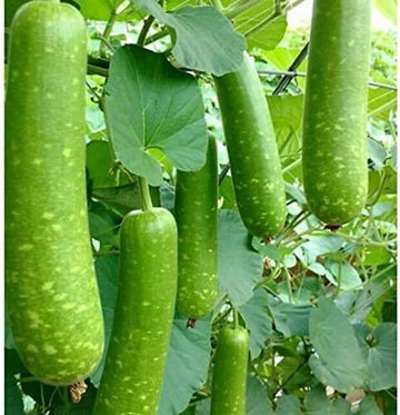 Bottle Gourd Seeds – Calabash
