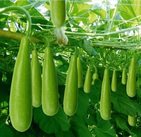 Bottle Gourd Seeds – Calabash