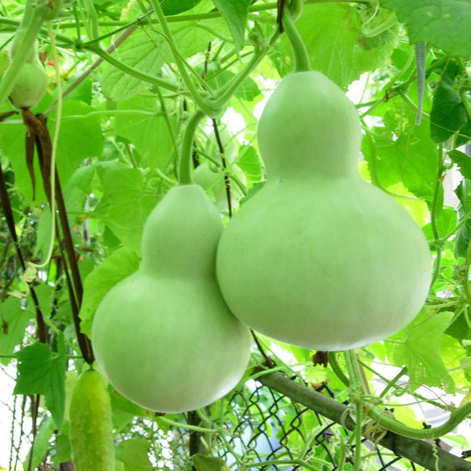 Bottle Gourd Seeds – Giant
