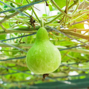 Bottle Gourd Seeds – Giant
