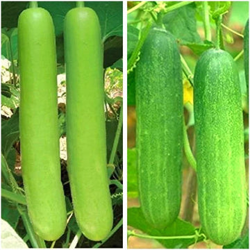 Bottle Gourd Seeds – Mottled
