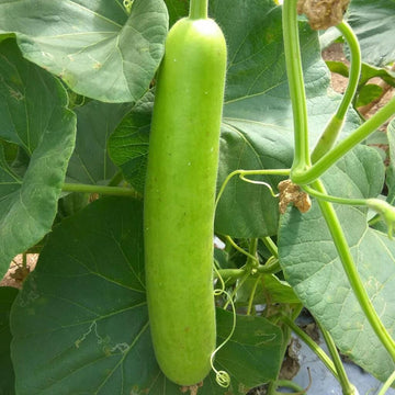 Bottle Gourd Seeds - Vegetable Plant