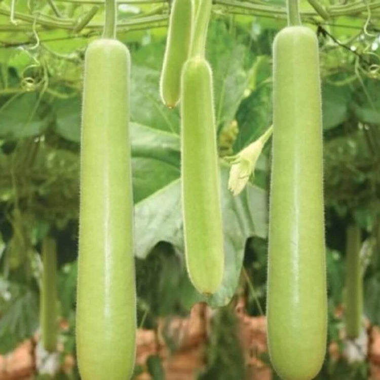 Bottle Gourd Seeds - Vegetable Plant