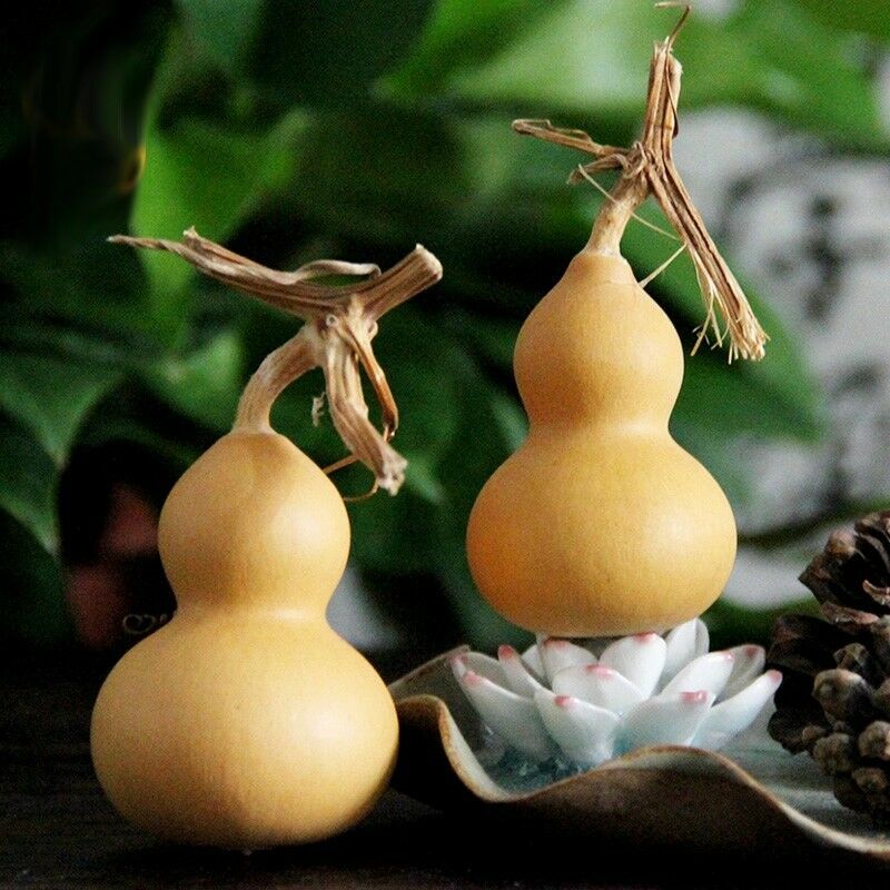 Bottle Gourd Seeds – Brown
