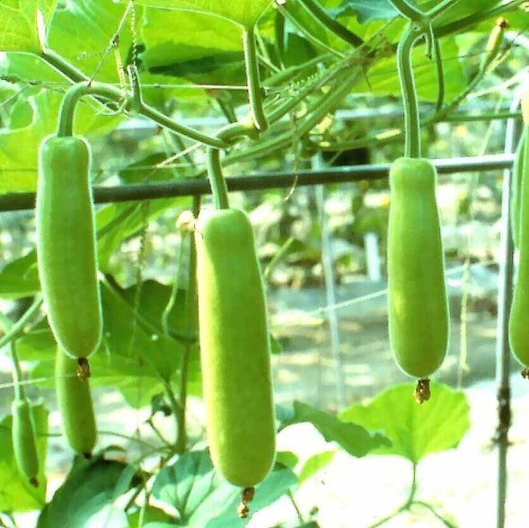 Bottle Gourd Seeds – Calabash
