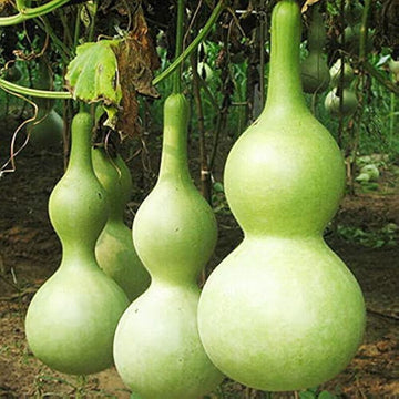 Bottle Gourd Seeds – Giant

