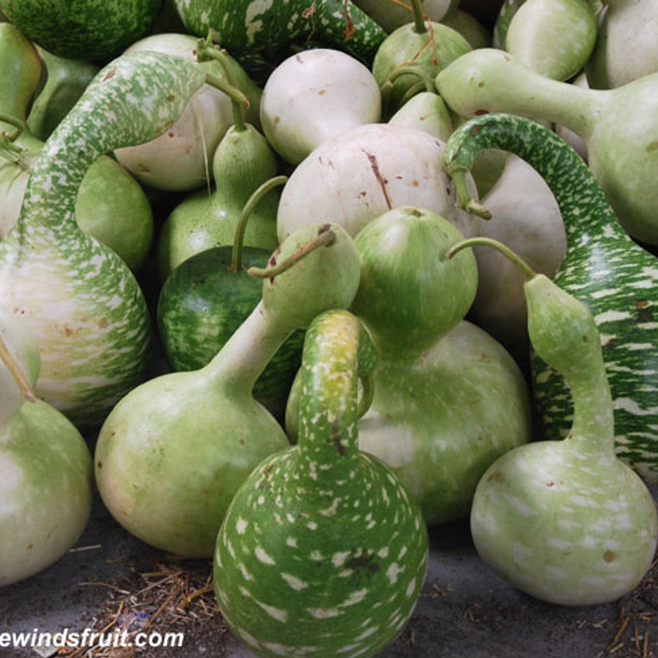 Bottle Gourd Seeds – Swan
