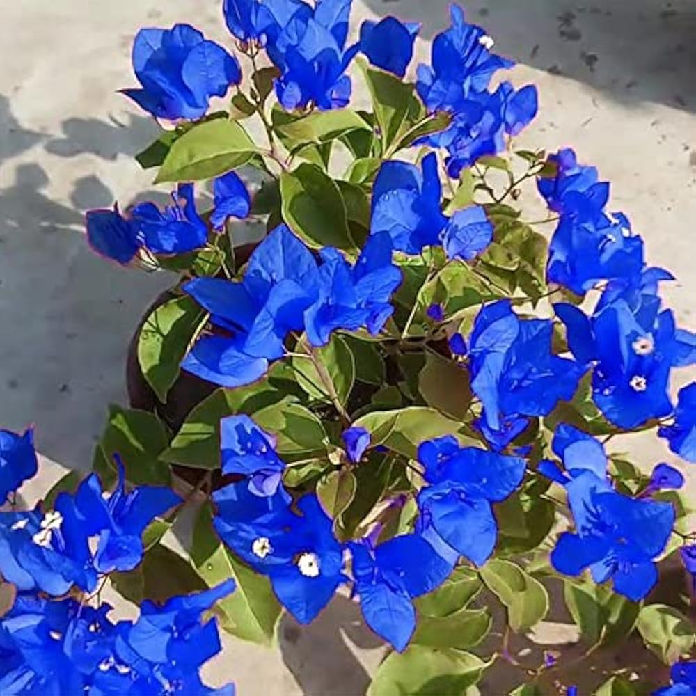 Bougainvillea Seeds – Balcony Blue
